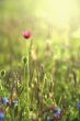 Wild poppies against morning light