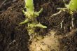 growing potato. baby plant