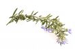 fresh rosemary with flowers