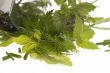 chopping fresh herbs.