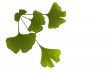 ginkgo biloba