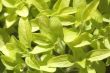 fresh herbs. oregano