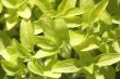 fresh herbs. oregano