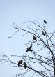 waxwings