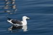 Floating Seagull