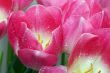 Spring pink tulips
