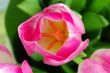 Spring pink tulips