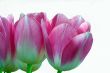 Spring pink tulips