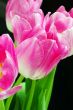 Spring pink tulips