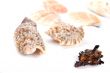shells