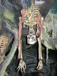 Skeleton upside down