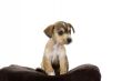 Cute Puppy