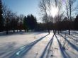 winter sun through trees