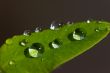 Drops on the leaf