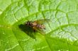 Fly on the leaf