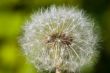 Dandelion with seeds