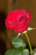 Red rose