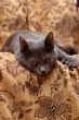 lying grey cat