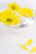 yellow flowers