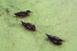 Ducks in in green morass