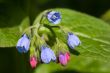 Many-colored lungwort
