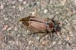 Cockchafer