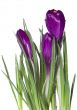 crocus
