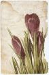 crocus