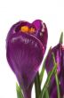 crocus