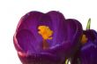 crocus