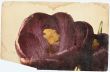 crocus