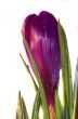crocus
