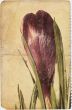 crocus