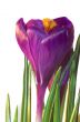 crocus