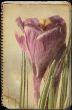 crocus