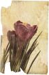 crocus