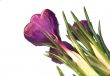 crocus