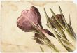 crocus