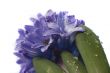 hyacinth