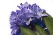 hyacinth