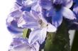 hyacinth