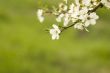 apple blossom