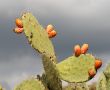 Fruits of tzabar cactus