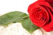 rose on a white background