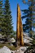 Dead tree in forest