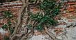 Tree trunks climb the brick wall