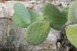 Zabar cactus, or prickly pear