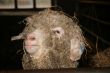 Devon Longwool sheep