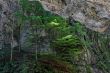 Pine trees on rocks in Alpine canyon
