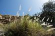 Wild-growing cereals